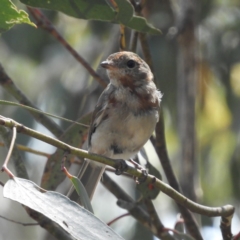 Pachycephala pectoralis (Golden Whistler) at Gibraltar Pines - 8 Jan 2019 by MatthewFrawley