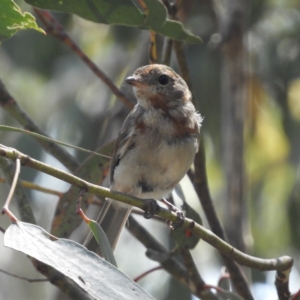 Pachycephala pectoralis at Paddys River, ACT - 9 Jan 2019