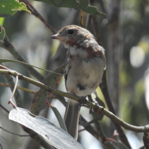 Pachycephala pectoralis at Paddys River, ACT - 9 Jan 2019