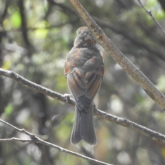 Pachycephala pectoralis at Paddys River, ACT - 9 Jan 2019