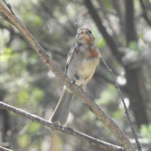 Pachycephala pectoralis at Paddys River, ACT - 9 Jan 2019