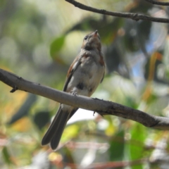 Pachycephala pectoralis at Paddys River, ACT - 9 Jan 2019