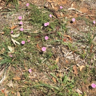 Convolvulus angustissimus subsp. angustissimus (Australian Bindweed) at Garran, ACT - 13 Jan 2019 by ruthkerruish