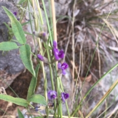 Glycine tabacina (Variable Glycine) at Griffith, ACT - 15 Jan 2019 by AlexKirk
