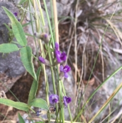 Glycine tabacina (Variable Glycine) at Griffith, ACT - 16 Jan 2019 by AlexKirk