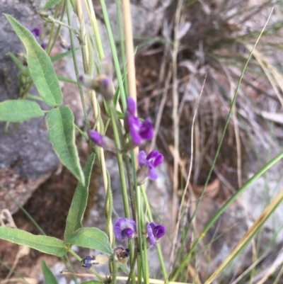 Glycine tabacina (Variable Glycine) at Griffith Woodland - 15 Jan 2019 by AlexKirk