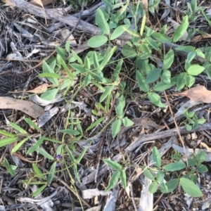 Glycine tabacina at Griffith, ACT - 16 Jan 2019