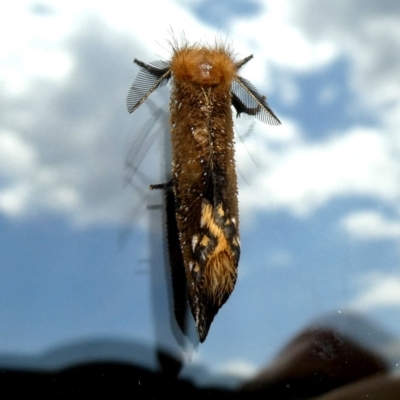 Epicoma contristis (Yellow-spotted Epicoma Moth) at QPRC LGA - 16 Jan 2019 by Wandiyali