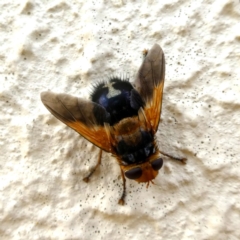 Microtropesa sp. (genus) (Tachinid fly) at QPRC LGA - 16 Jan 2019 by Wandiyali