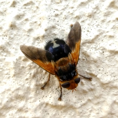 Microtropesa sp. (genus) (Tachinid fly) at Googong, NSW - 16 Jan 2019 by Wandiyali