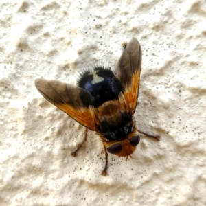 Microtropesa sp. (genus) at Googong, NSW - 16 Jan 2019