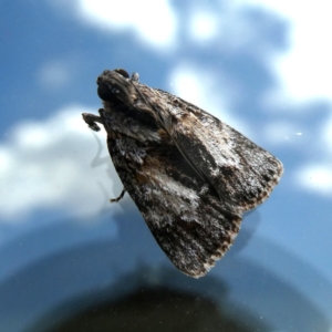 Spectrotrota fimbrialis at Googong, NSW - 16 Jan 2019 01:21 PM