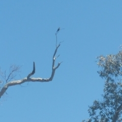 Eurystomus orientalis (Dollarbird) at Majura, ACT - 9 Jan 2019 by Kym