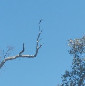 Eurystomus orientalis at Majura, ACT - 9 Jan 2019