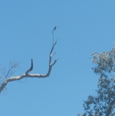 Eurystomus orientalis (Dollarbird) at Majura, ACT - 9 Jan 2019 by Kym