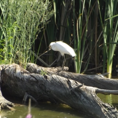 Egretta garzetta (Little Egret) at Jerrabomberra Wetlands - 13 Jan 2019 by Valerate