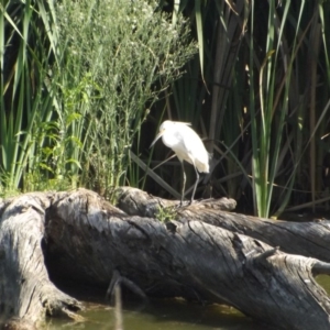 Egretta garzetta at Fyshwick, ACT - 13 Jan 2019 05:34 PM