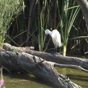 Egretta garzetta at Fyshwick, ACT - 13 Jan 2019