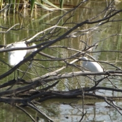 Egretta garzetta at Fyshwick, ACT - 13 Jan 2019 05:34 PM