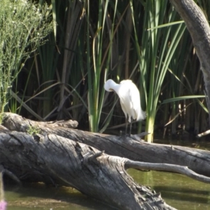 Egretta garzetta at Fyshwick, ACT - 13 Jan 2019 05:34 PM