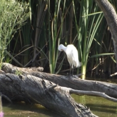 Egretta garzetta at Fyshwick, ACT - 13 Jan 2019