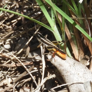 Macrotona australis at Kambah, ACT - 14 Jan 2019