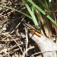 Macrotona australis (Common Macrotona Grasshopper) at Kambah, ACT - 14 Jan 2019 by MatthewFrawley