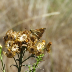 Ocybadistes walkeri at Kambah, ACT - 14 Jan 2019 11:05 AM