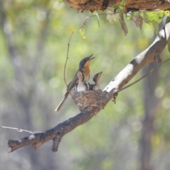 Myiagra rubecula (Leaden Flycatcher) at Kambah, ACT - 16 Jan 2019 by MatthewFrawley