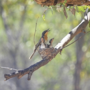 Myiagra rubecula at Kambah, ACT - 16 Jan 2019