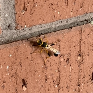 Sceliphron laetum at Fyshwick, ACT - 16 Jan 2019 03:10 PM