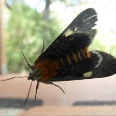 Phalaenoides glycinae (Grapevine Moth) at Flynn, ACT - 16 Jan 2019 by Christine