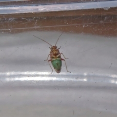 Miridae (family) (Unidentified plant bug) at Macarthur, ACT - 16 Jan 2019 by RodDeb