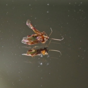 Miridae (family) at Macarthur, ACT - 16 Jan 2019