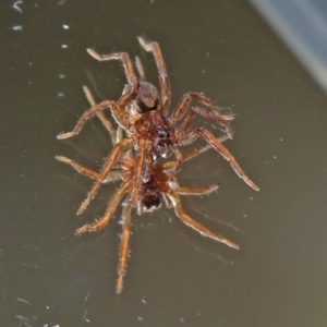 Lycosidae (family) at Macarthur, ACT - 16 Jan 2019