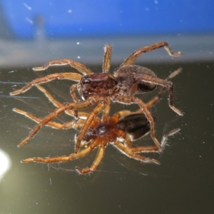 Lycosidae (family) at Macarthur, ACT - 16 Jan 2019 04:23 PM