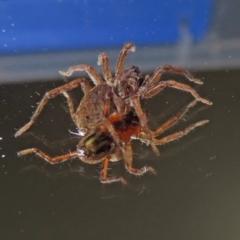 Lycosidae (family) at Macarthur, ACT - 16 Jan 2019 04:23 PM