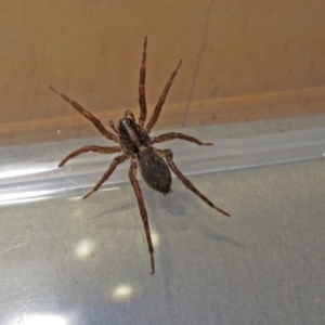 Lycosidae (family) at Macarthur, ACT - 16 Jan 2019 04:23 PM