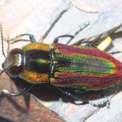 Selagis caloptera (Caloptera jewel beetle) at Tianjara, NSW - 15 Jan 2019 by Harrisi