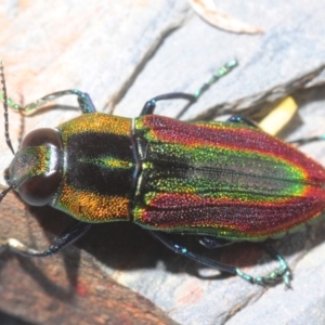 Selagis caloptera at Tianjara, NSW - 15 Jan 2019