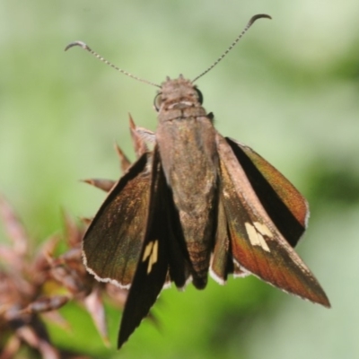 Mesodina halyzia (Eastern Iris-skipper) at South Pacific Heathland Reserve - 15 Jan 2019 by Harrisi