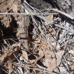 Amphibolurus muricatus (Jacky Lizard) at Uriarra Village, ACT - 3 Jan 2019 by jamie.barney