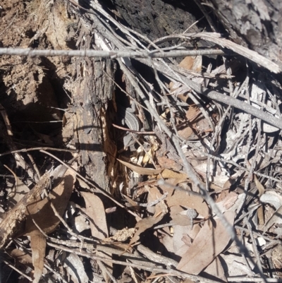 Amphibolurus muricatus (Jacky Lizard) at Uriarra Village, ACT - 3 Jan 2019 by jamiebarney