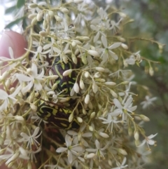 Eupoecila australasiae (Fiddler Beetle) at Coree, ACT - 30 Dec 2018 by jamie.barney