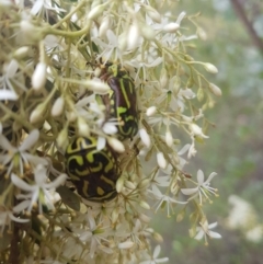 Eupoecila australasiae at Coree, ACT - 30 Dec 2018