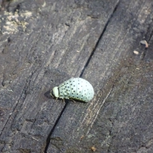 Dicranosterna immaculata at Paddys River, ACT - 14 Jan 2019