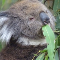 Phascolarctos cinereus (Koala) at Paddys River, ACT - 14 Jan 2019 by roymcd