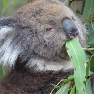 Phascolarctos cinereus at Paddys River, ACT - 14 Jan 2019