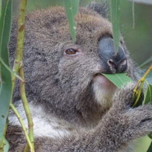 Phascolarctos cinereus at Paddys River, ACT - 14 Jan 2019