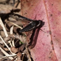 Aleucosia sp. (genus) (Bee Fly) at Cotter River, ACT - 24 Oct 2015 by HarveyPerkins